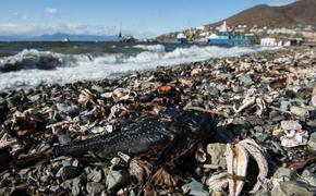 Новая версия экологической катастрофы на Камчатке - причиной гибели фауны могли стать токсичные водоросли