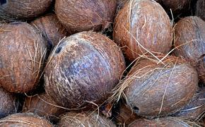 IВТ: Ученые выявили способность кокосового масла уничтожать коронавирус COVID-19