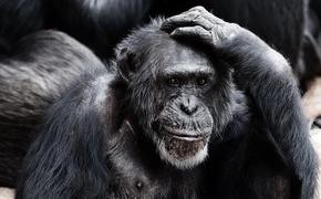 Ученые узнали, какие звуки любят обезьяны
