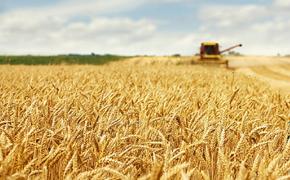 Мировые цены на пшеницу рухнули из-за России и Австралии