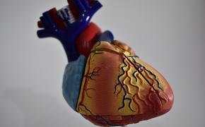 Испанские ученые назвали простой способ самостоятельной проверки здоровья сердца