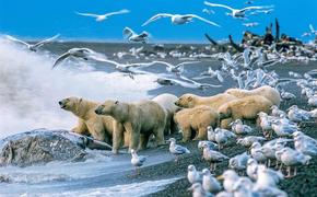 Какие изменения присходят в морских экосистемах Антарктики