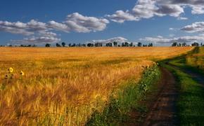 Сельское хозяйство России страдает как от отсутствия госпомощи, так и её избытка