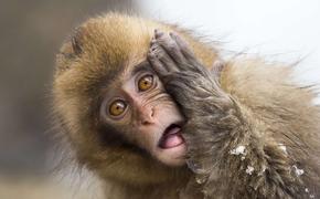 В Ялте обезьяны напали на туристов – отобрали мобильный телефон и оттаскали за волосы