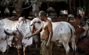 Индусы мажутся коровьим навозом, чтобы спастись от коронавируса 
