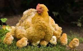 Яйца новой породы кур будут использоваться при производстве вакцин