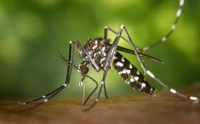 Американские ученые выяснили, что паразиты, вызывающие у человека малярию, полезны для комаров