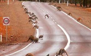 Увеличение автомагистралей ускоряет вымирание местных популяций животных