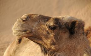 Итальянский гонщик Петруччи заявил, что в Саудовской Аравии верблюды ценятся дороже женщин 