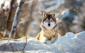 В Хабаровском крае волки начали нападать на сельских собак