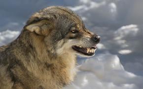 Хабаровские села атакуют волки