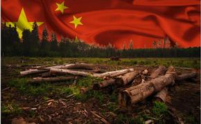 Экс-чиновников Минобороны обвиняют в организации вырубок леса для продажи его в Китай