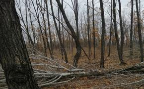 В Хабаровском крае обнаружили место массовой вырубки леса