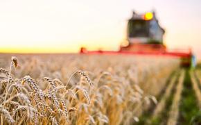 Европейский рынок бьёт рекорды по ценам на зерно после объявленного Индией эмбарго на экспорт зерновых