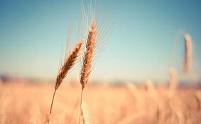 Экс-замминистра сельского хозяйства и продовольствия Холод: критически маленький урожай в Европе может привести к голоду