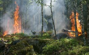 На сегодняшний день в России огнём пройдено более 42 286 га