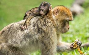 Насколько опасен вирус обезьяньей оспы