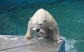 Южноуральцев предупредили о мошенниках, продающих билеты в челябинский зоопарк