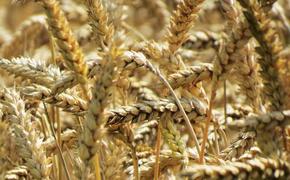 Правительство России перевело расчеты за зерно в рубли