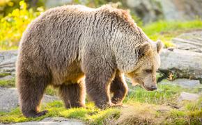 В Хабаровском крае медведи начали выходить к людям