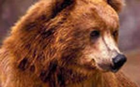 Под Иркутском голодный медведь забрался в дачный дом на запах еды