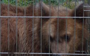 Медведь напал на человека в тайге Иркутской области
