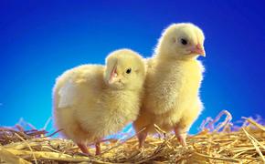 Цыплят массово дарили в Омской области
