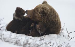 Съёмки самого достоверного фильма о жизни бурых медведей начались на Камчатке