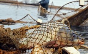 В Таганрогском заливе пойманы браконьеры