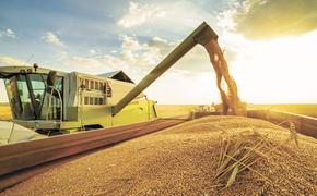 Из-за запрета экспорта российского зерна в мире началась паника