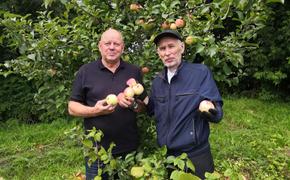 В Кильмези поспели яблоки в Садах Победы