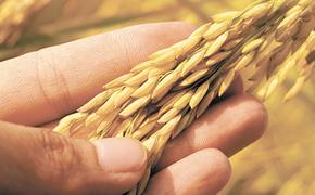 В Центральной России рекордный урожай зерна