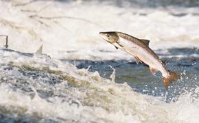На Камчатке начался промысел тихоокеанских  лососей