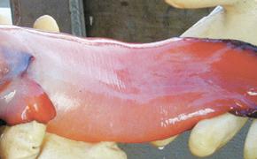Российские ученые обнаружили в Беринговом море неизвестную рыбу