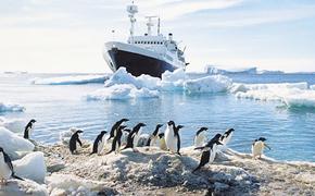Правительство России утвердило план изучения в Антарктике запасов рыбы и криля