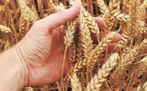 Урожай пшеницы в России в 2021 году будет меньше прогнозируемого