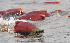 Вылов тихоокеанских лососей на Дальнем Востоке превысил 511 тысяч тонн
