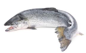 Россия восполнила потерю норвежского лосося