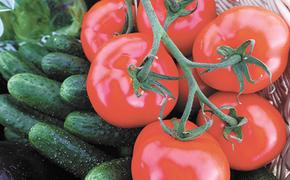 Производство тепличных овощей в России выросло до 1,4 млн тонн